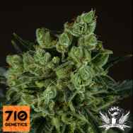 710 Genetics Seeds Old White Widow